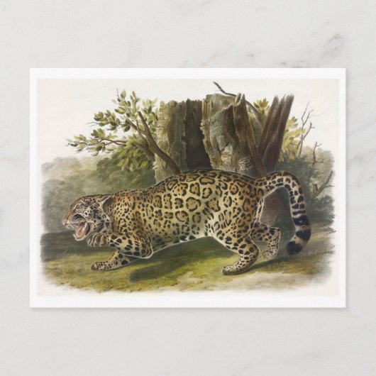 Briefkaart  illustratie (Voorkant)