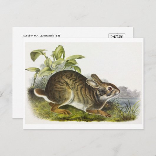 Briefkaart  illustratie (Voorkant / Achterkant)