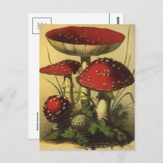 Briefkaart illustratie (Voorkant / Achterkant)