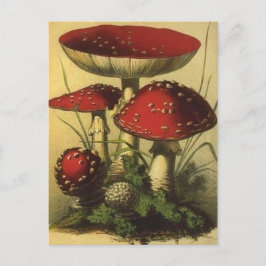 Briefkaart  illustratie