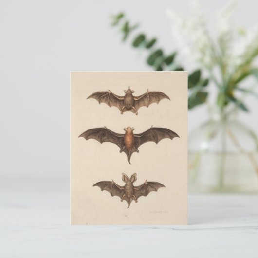 Briefkaart  illustratie (Staand voorkant)