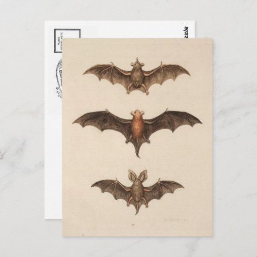 Briefkaart illustratie (Voorkant / Achterkant)