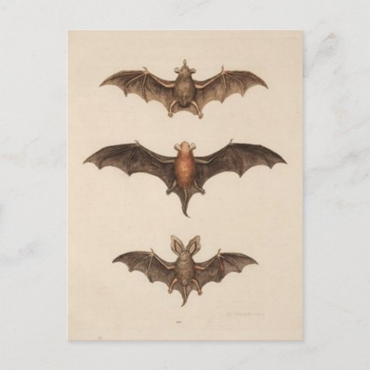 Briefkaart  illustratie (Voorkant)