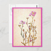 Briefkaart- Illustratie-Beatrix Potter 1 Briefkaart (Voorkant / Achterkant)