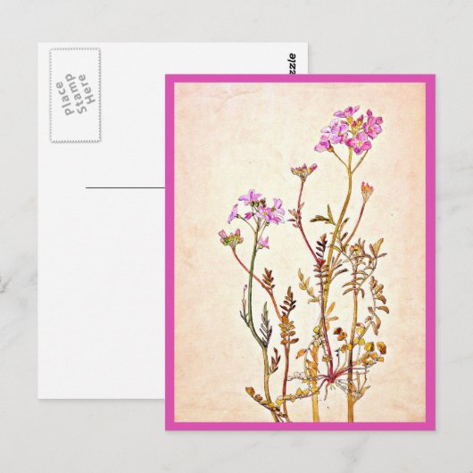 Briefkaart- Illustratie-Beatrix Potter 1 Briefkaart (Voorkant / Achterkant)