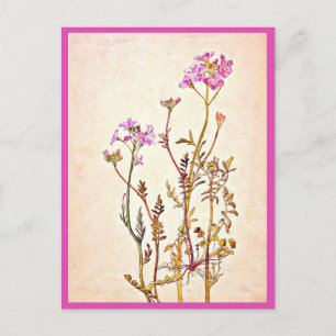 Briefkaart- Illustratie-Beatrix Potter 1 Briefkaart