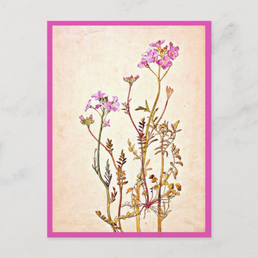 Briefkaart- Illustratie-Beatrix Potter 1 Briefkaart (Voorkant)