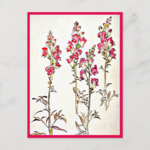 Briefkaart- Illustratie-Beatrix Potter 7 Briefkaart