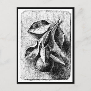 Briefkaart- Illustratie-Beatrix Potter 8 Briefkaart