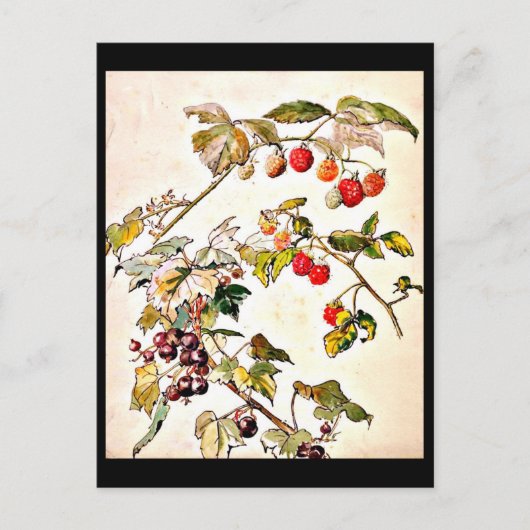 Briefkaart- Illustratie-Beatrix Potter 9 Briefkaart (Voorkant)