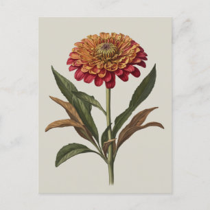 Briefkaart illustratie van een Zinnia
