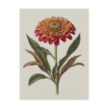 Briefkaart illustratie van een Zinnia