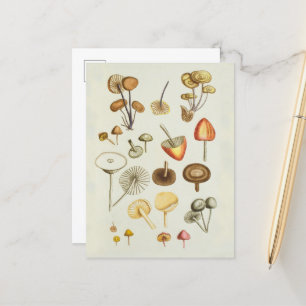 Briefkaart /  illustratie van paddenstoelen