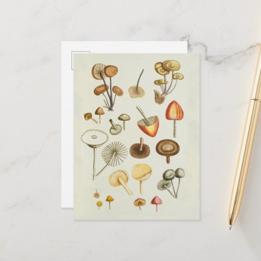 Briefkaart / illustratie van paddenstoelen (Voorkant / Achterkant in situ)
