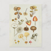 Briefkaart / illustratie van paddenstoelen (Voorkant)