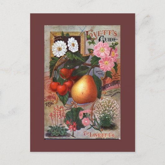 Briefkaart - illustratie  vruchten (Voorkant)