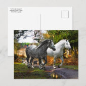 briefkaart "In van de weide" (Voorkant / Achterkant)