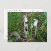 Briefkaart Indiase buizen (Voorkant / Achterkant)