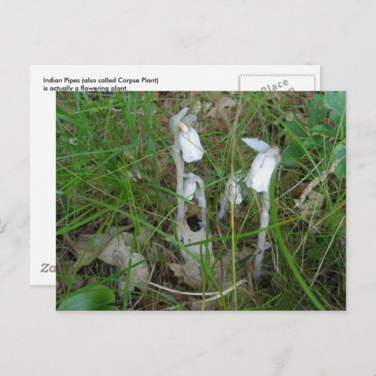 Briefkaart Indiase buizen (Voorkant / Achterkant)