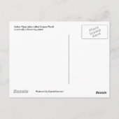 Briefkaart Indiase buizen (Achterkant)