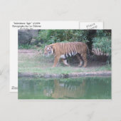 briefkaart "Indochinese tijger" (Voorkant / Achterkant)