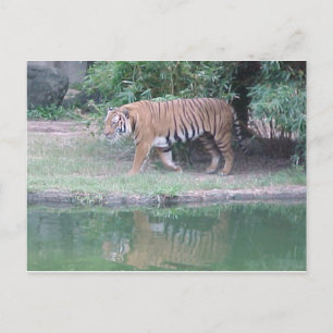 briefkaart "Indochinese tijger"