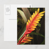 briefkaart "Inflorescentie van Vriesea bromelia" (Voorkant / Achterkant)