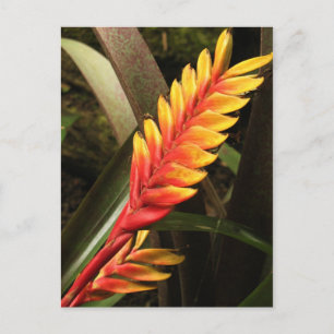 briefkaart "Inflorescentie van Vriesea bromelia"