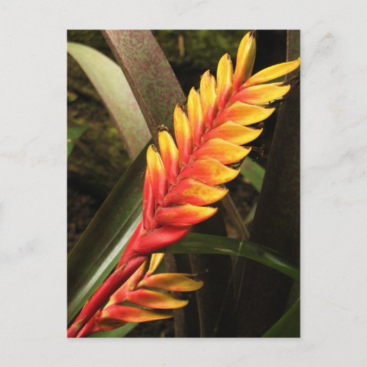 briefkaart "Inflorescentie van Vriesea bromelia" (Voorkant)