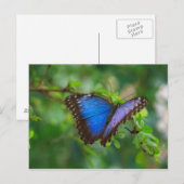 Briefkaart-Insects-A Blue Butterfly Briefkaart (Voorkant / Achterkant)