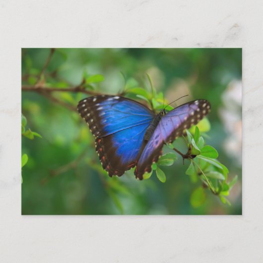 Briefkaart-Insects-A Blue Butterfly Briefkaart (Voorkant)