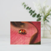 Briefkaart-Insects-The Lady Bug Briefkaart (Staand voorkant)