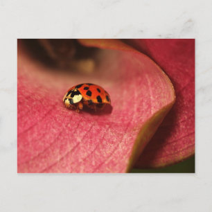 Briefkaart-Insects-The Lady Bug Briefkaart