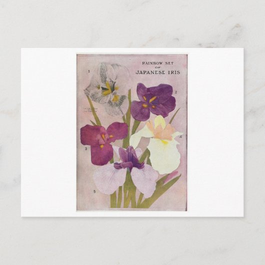  BRIEFKAART "JAPANESE IRIS" (Voorkant)