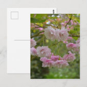 Briefkaart Japanse Cherry Blossom (Voorkant / Achterkant)
