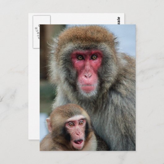Briefkaart Japanse Macaque-apen (Voorkant / Achterkant)