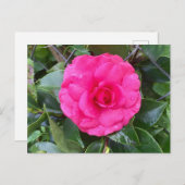 Briefkaart Japanse roze Camellia (Voorkant / Achterkant)