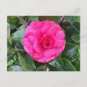 Briefkaart Japanse roze Camellia (Voorkant)