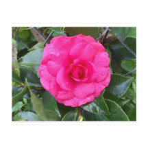 Briefkaart Japanse roze Camellia