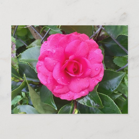 Briefkaart Japanse roze Camellia (Voorkant)