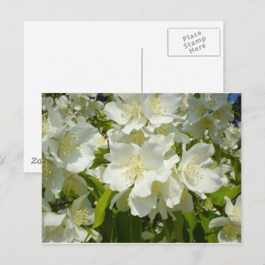 Briefkaart: Jasmine Briefkaart (Voorkant / Achterkant)