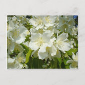 Briefkaart: Jasmine Briefkaart (Voorkant)