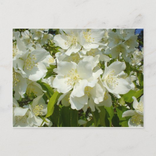 Briefkaart: Jasmine Briefkaart (Voorkant)