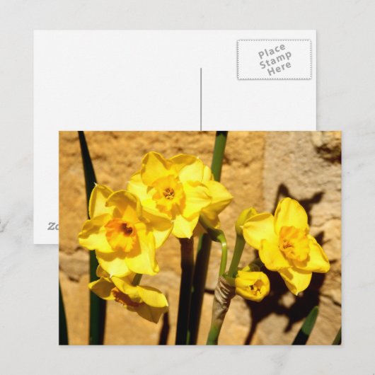Briefkaart Jonquil Flowers (Voorkant / Achterkant)