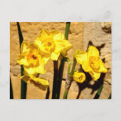 Briefkaart Jonquil Flowers (Voorkant)