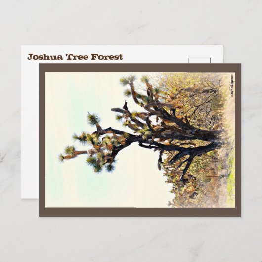 Briefkaart Joshua Tree (Voorkant / Achterkant)