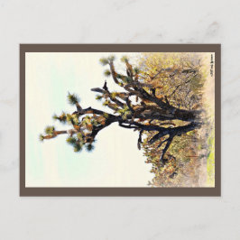 Briefkaart Joshua Tree