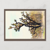 Briefkaart Joshua Tree (Voorkant)