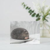 Briefkaart Judging Seal Meme (Staand voorkant)