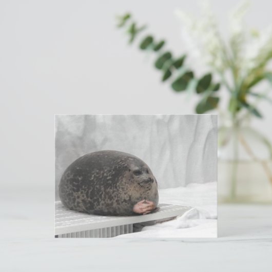 Briefkaart Judging Seal Meme (Staand voorkant)